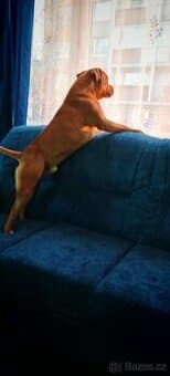 Americký stafordšírský teriér ke krytí