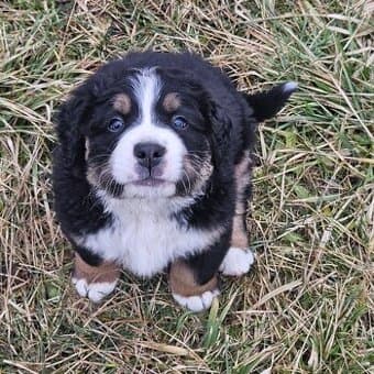 Bernsky salašnícky pes