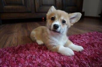 Welsh Corgi Pembroke