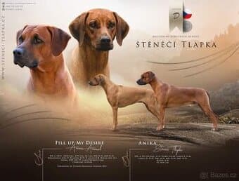 Štěně Rhodéský Ridgeback s PP