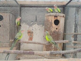 Papoušek alexandrin