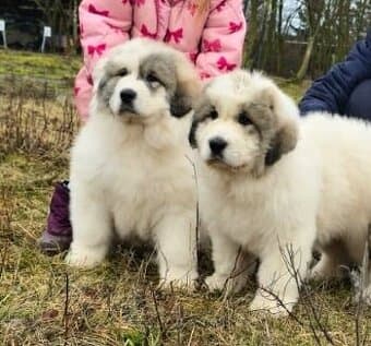 Pyrenejský horský pes chlupáči