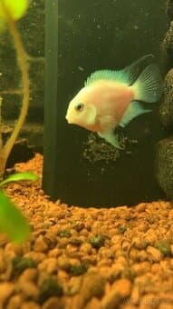 Cichlida papoušci, parmicka zlata, zivorodka