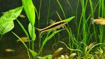 Parmička černopruhá