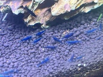 Neocaridina Davidi var. Blue Dream