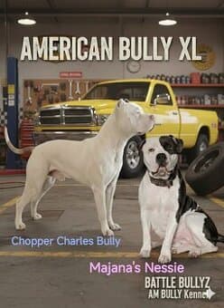 American Bully XL originální rodokmen ABKC USA