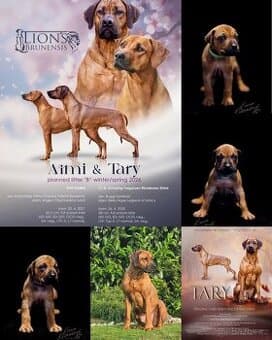 Rhodéský ridgeback s PP, odběr 13.3. 2026