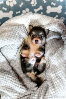 Welsh corgi Pembroke s PP