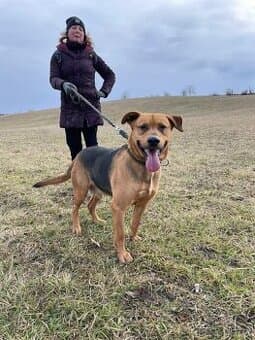 Bady, kříženec NO hledá domov