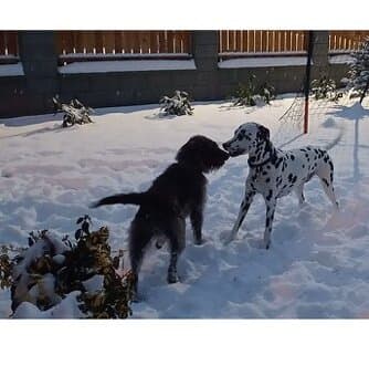 Štěňata DalmaStaffDoodle (nar.13.3.2026)