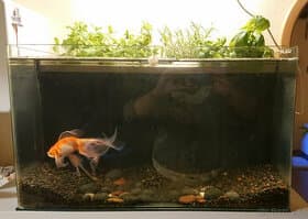 Akvárium 80 l - akvaponie - aquaponic tank