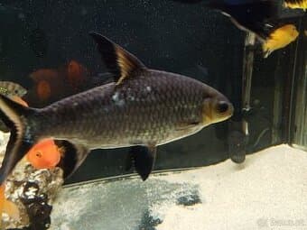 Parmička žraločí