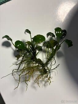 Anubias rostlinka