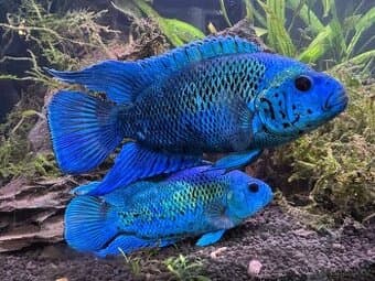 Electric Blue Dempsey