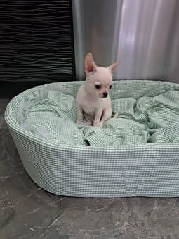 Čivava Mini štěňátka kluci