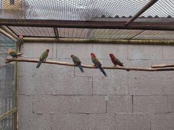 Prodám neofémy a penanty.