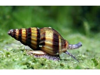 Šnek Clea helena (dravá surmovka)