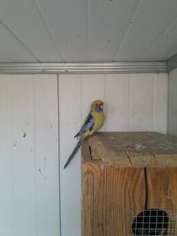 Rosela slámožlutá