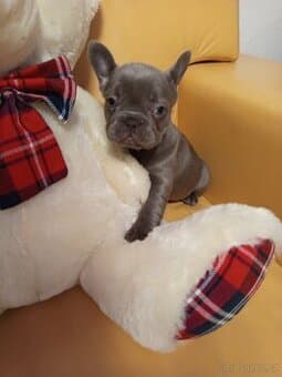 Francouzský buldoček