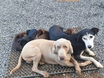 Pejsek pro rodinný život