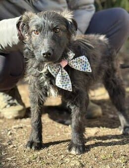 VILKO - chlapeček, štěně 7 měsíců