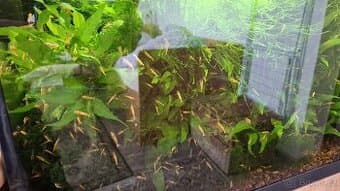 Neocaridina yelow orange