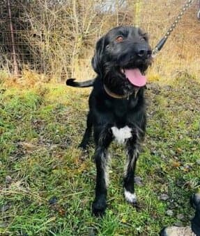 Menda – 7letý kříženec ohaře hledá nový domov