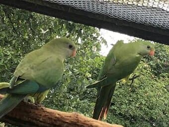 Papoušek nádherný