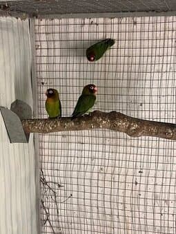 Agapornis hnědohlavý