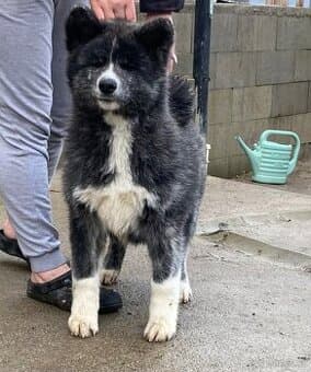 Pejsek Akita inu s PP nevhodný do chovu
