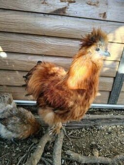 Kohoutci Hedvábničky