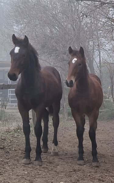 Hřebec original Knabstrupper 3