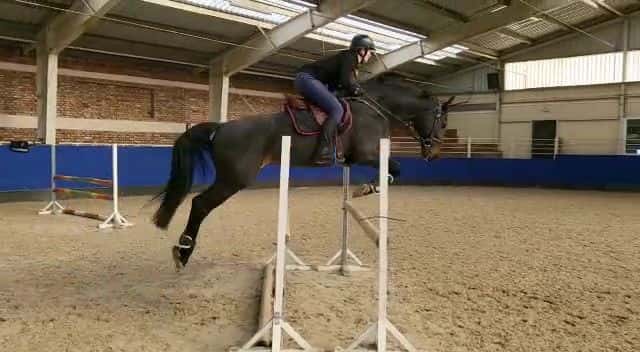 Charakterní hřebec 1