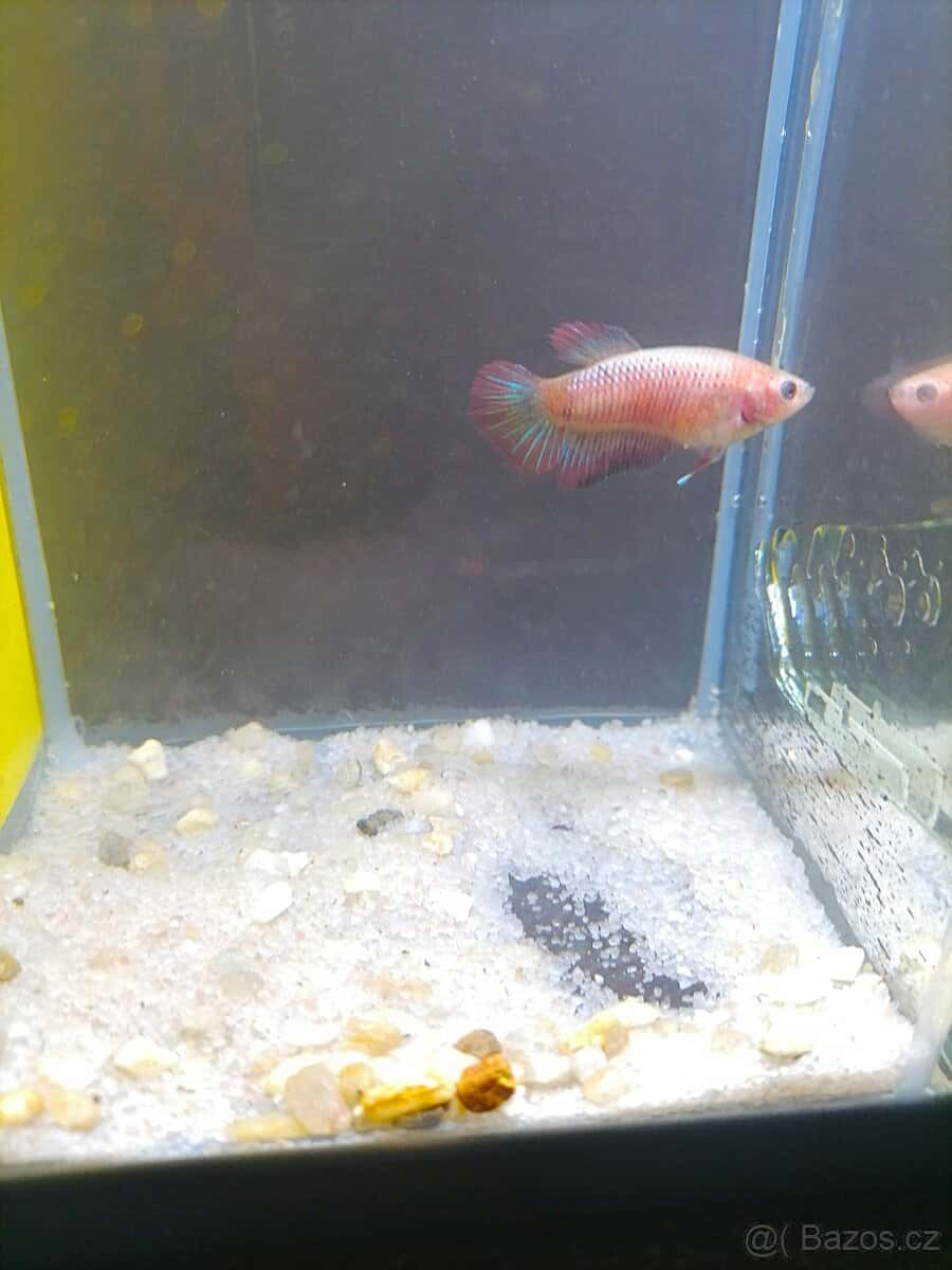 Betta Splendens - Betta bojovnice: Samička č. 13 2