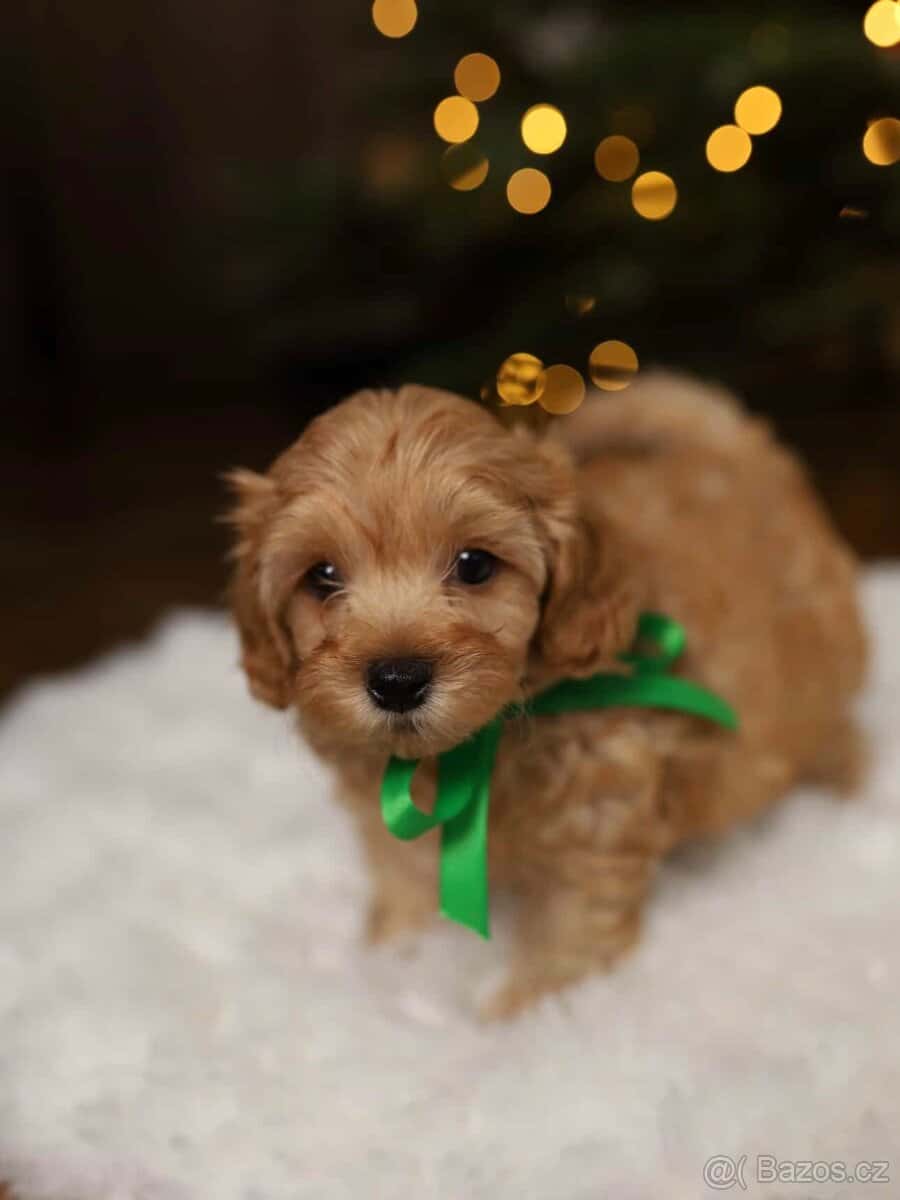Maltipoo 2