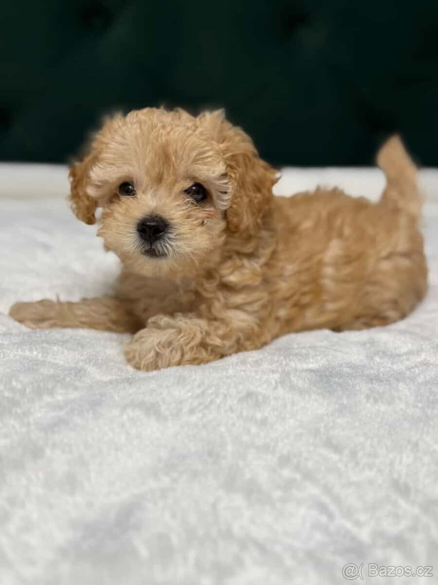 Maltipoo 4