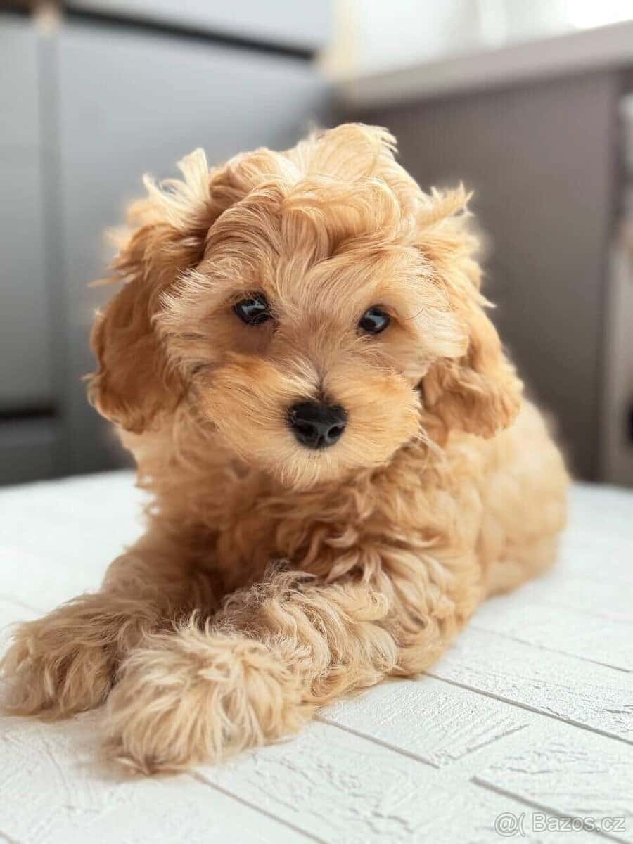 Maltipoo 8
