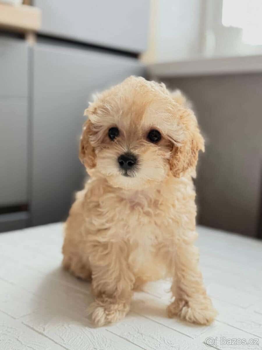 Maltipoo 9