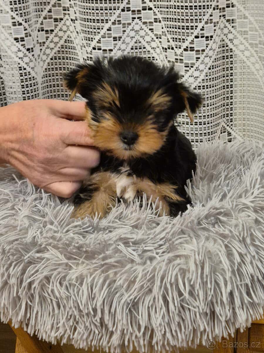 Jorkšírský teriér 2