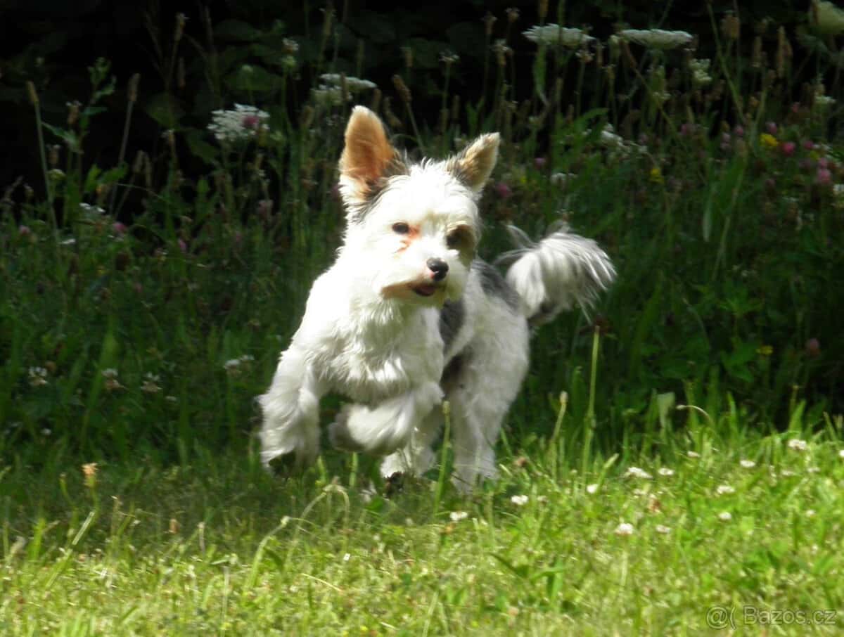 Jorkšírský teriér 3