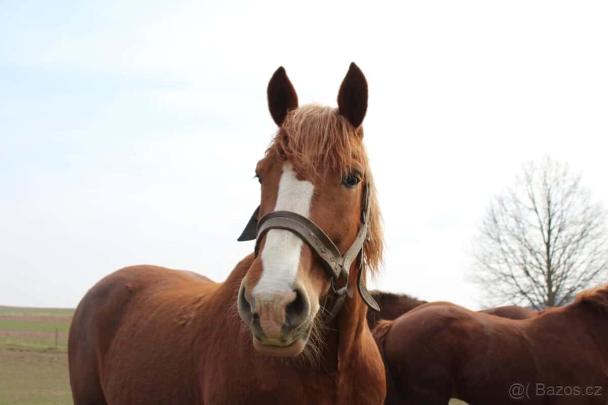 Prodám kobylu 1