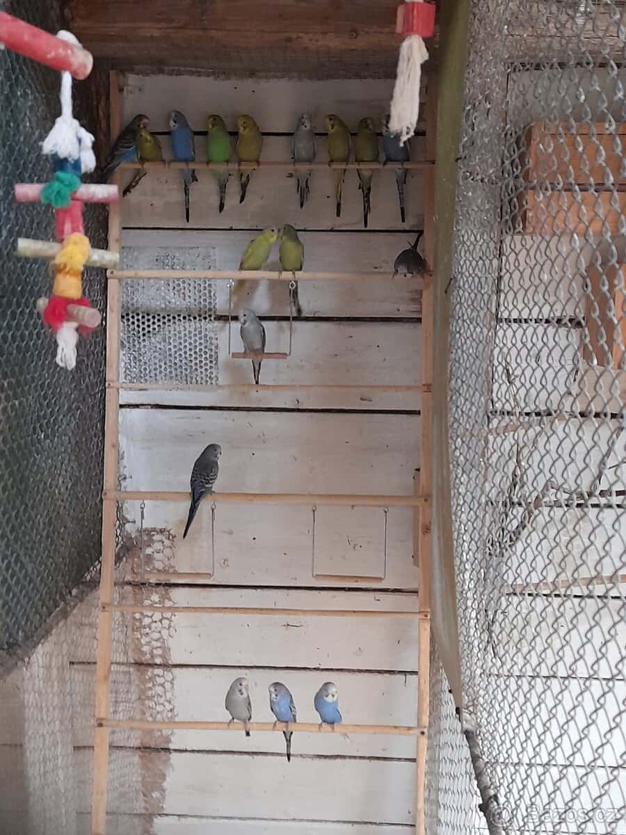 Letošní mláďata 1