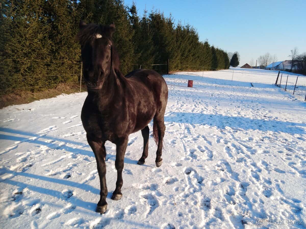 Prodám kobylku APH 3