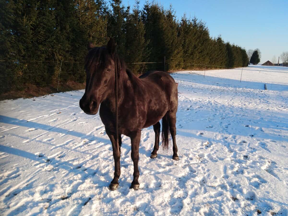 Prodám kobylku APH 5