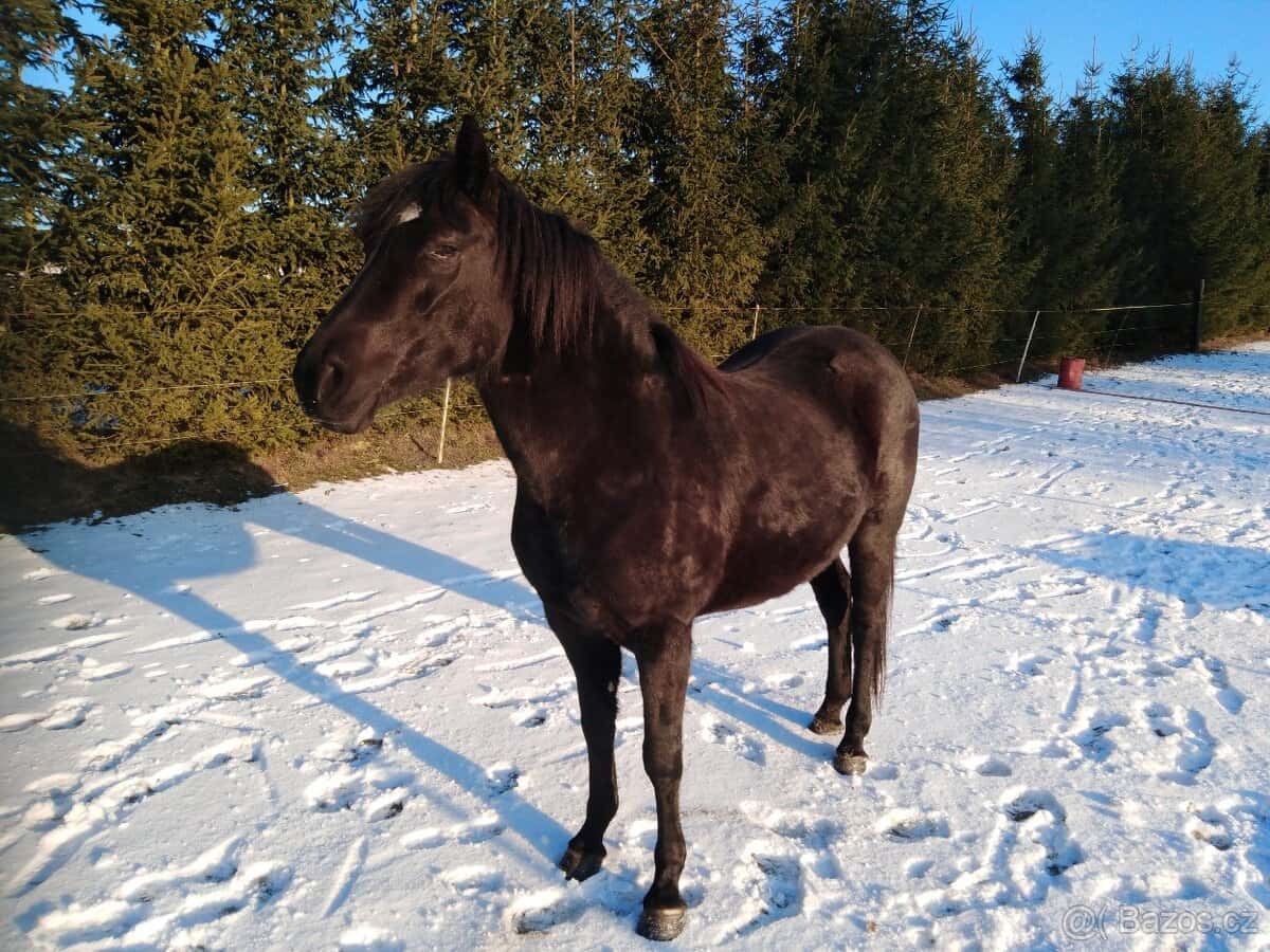 Prodám kobylku APH 7