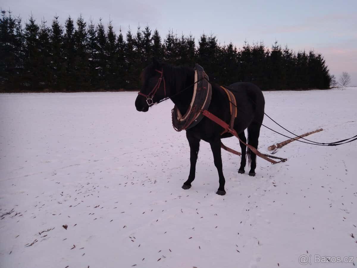 Prodám kobylku APH 8