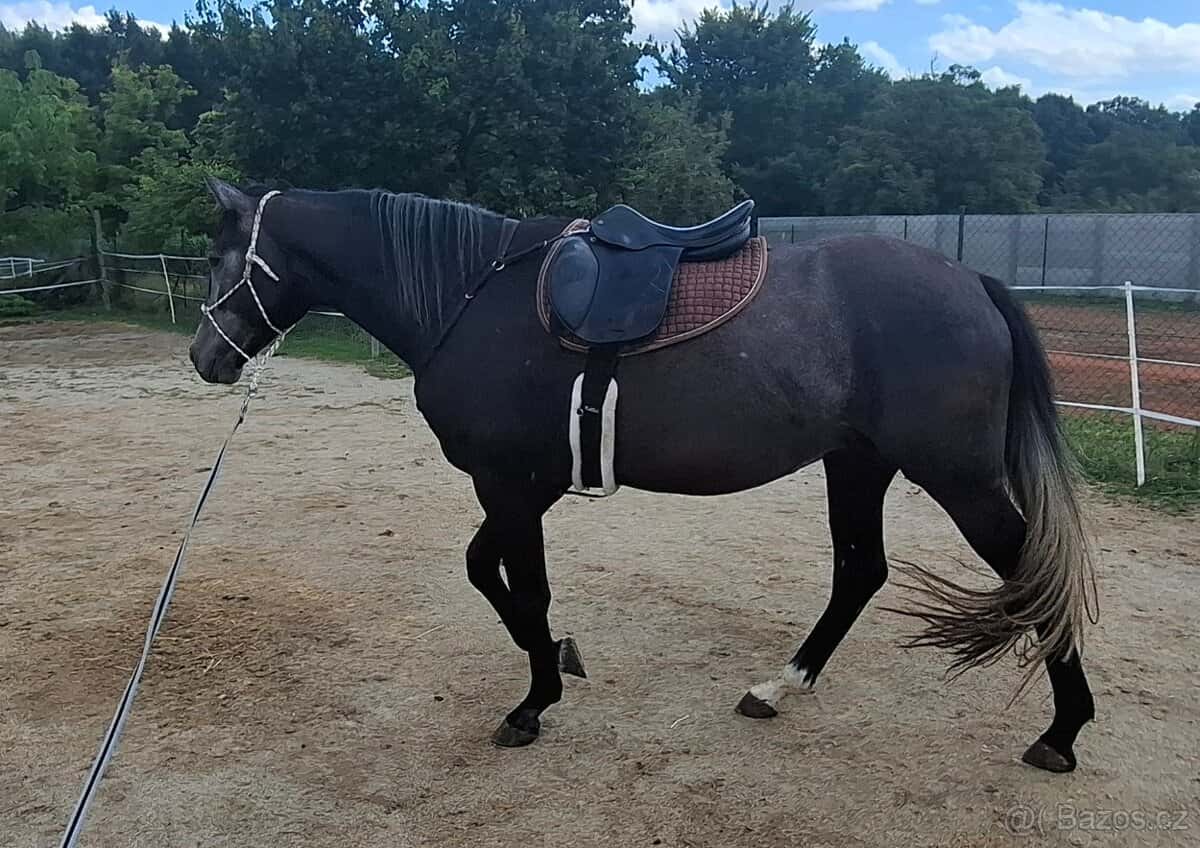 Prodám líbivého valacha 2