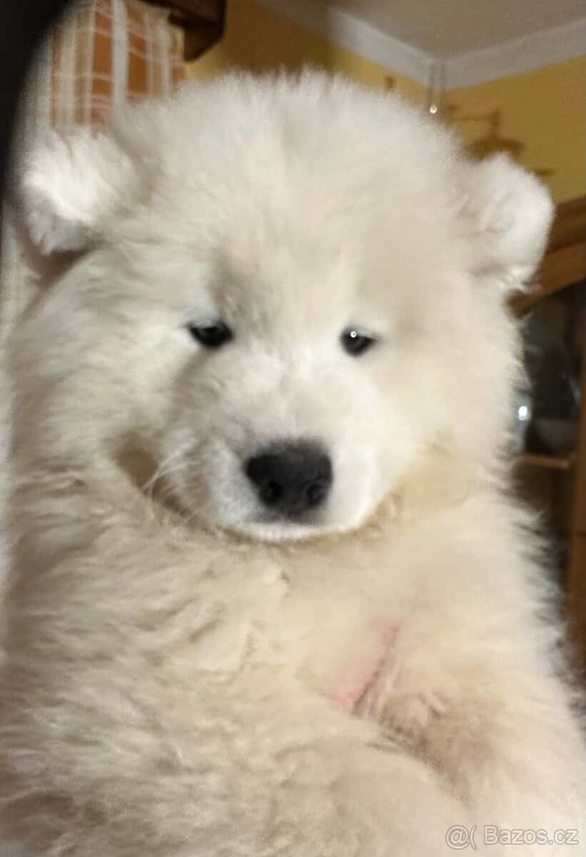 Prodám štěňátko samojeda s PP 2