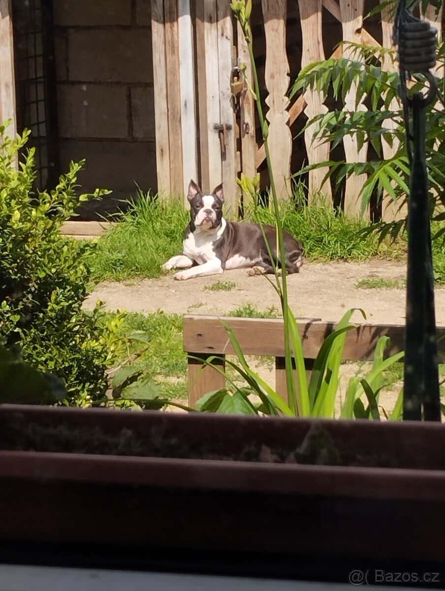 Bostonský teriér Silber El Kladruby 1