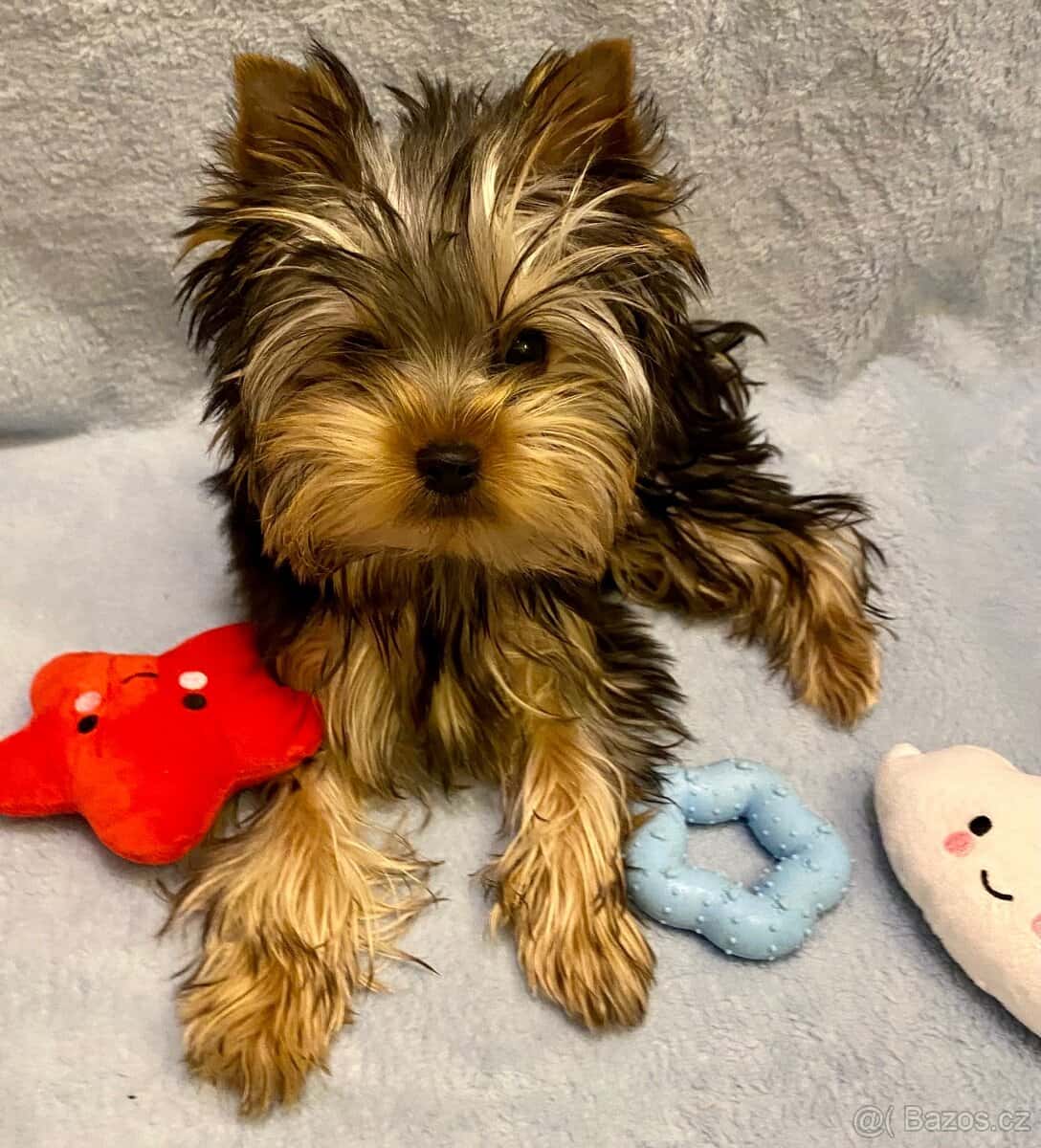 Yorkšírský teriér 3